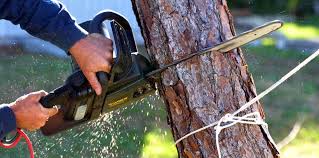 Best Storm Damage Tree Cleanup  in Nneconne, WI