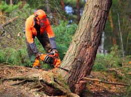 Best Hazardous Tree Removal  in Nneconne, WI