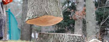 Reliable Winneconne, WI Tree Services Solutions