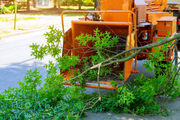 How Our Tree Care Process Works  in  Winneconne, WI