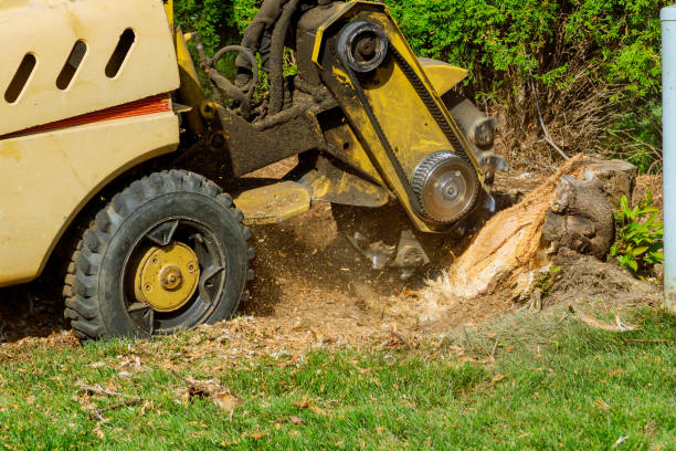 Best Root Management and Removal  in Nneconne, WI