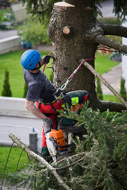 Best Organic Lawn Care Solutions  in Nneconne, WI