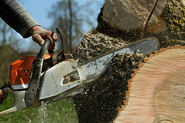 Best Tree Maintenance Programs  in Nneconne, WI